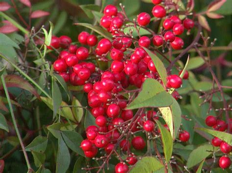 types  red fruit berries growing  trees  shrub eathappyproject