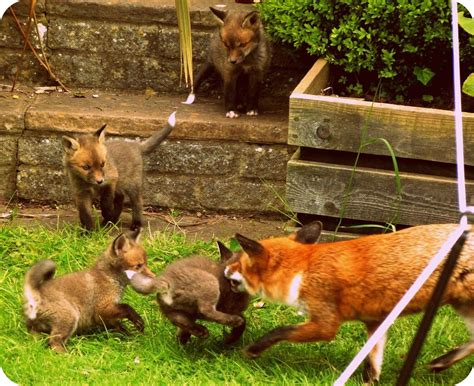 woke      fox   cubs playing   garden aww