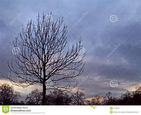 de zonsondergang van de boom stock afbeelding image  park blauw