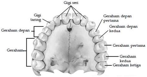 fungsi  struktur gigi  manusia fungsi  info