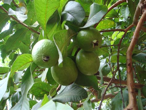 fileguava fruits  leavesjpg