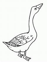 Goose Coloring Angry Pages Clipart Baby Geese Color Netart Flying Popular Glass Stained Animals Library Choose Board Results Coloringhome sketch template