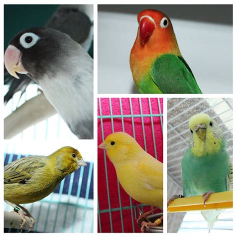 huisdier van de week ontmoet de vogels van dierentehuis arnhem en omstreken