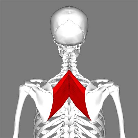 filerhomboid muscles backpng wikimedia commons