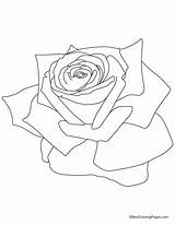 Roses Coloriages Designlooter sketch template