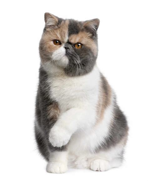 exotic shorthair cat breed information  pictures