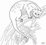 Possum Coloring Pages Cuscus Printable Drawing Color Designlooter 1200 34kb sketch template