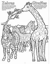Zoo Coloring Giraffe Animals Big Books Book Really Song sketch template