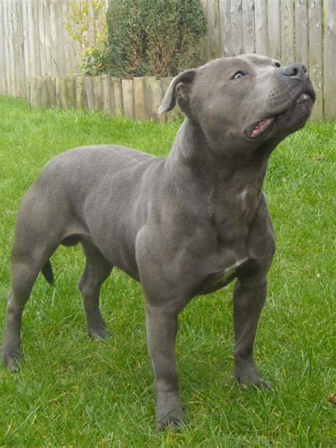 staffordshire bull terrier history personality appearance health  pictures