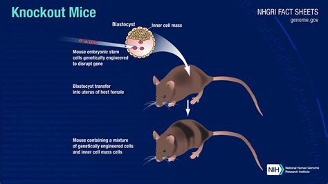 animals    mice
