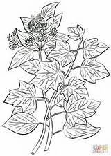 Coloring Ivy Pages Hedera Helix Common Drawing Printable sketch template
