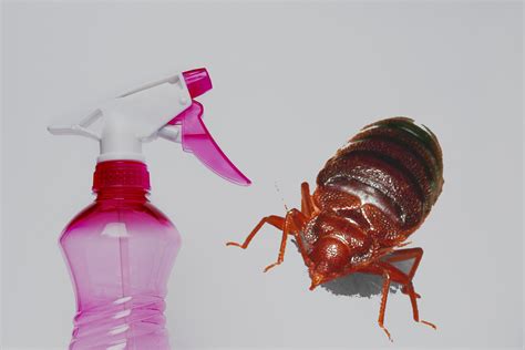 Homemade Bed Bug Spray With Tea Tree Oil How To Get Rid Of Bed Bugs