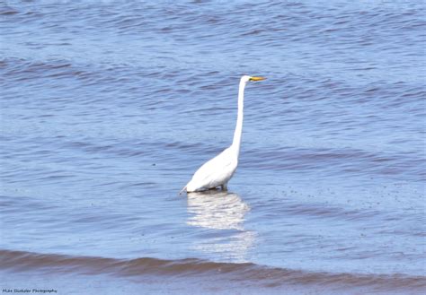 white egret white egret coastal birds bird calls