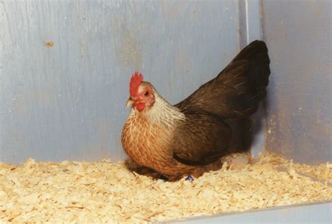Silver Duckwing Old English Game Bantams Cackle Hatchery