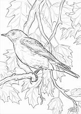 Bluebird Coloringbay Pennsylvania sketch template