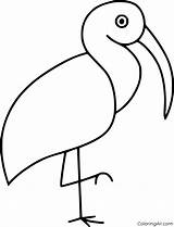 Ibis Bird sketch template