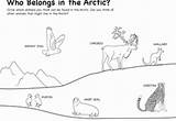 Tundra Biome Coloring Pages Arctic Map Worksheet Animals Worksheeto Via sketch template