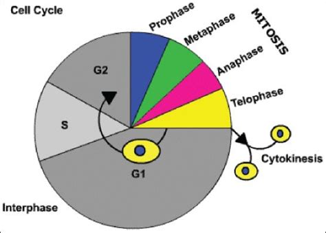cell cycle  consists   interphase  growth