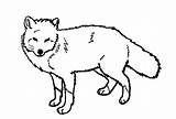 Fox Coloring Pages Line Kids Red Printable Arctic Foxes Print Drawing Clipart Baby Deviantart Color Animal Drawings Head Family Wolf sketch template