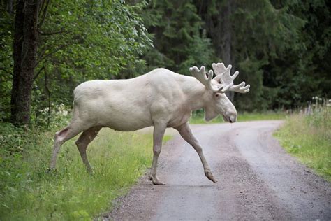 a rare and elusive white moose has finally been captured on video arctictoday