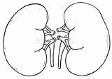 Kidney Organ Urinary Linker Nier Juiste Ilustracja Prawy Lewy Kontur Endocrine Excretory sketch template