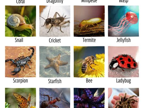 intriguing facts  invertebrates factsnet