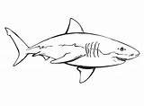 Kolorowanki Rekiny Rekin Kolorowania Wydruku Ryby Obrazki Zwierzęta Shark Zwierzeta Zwierzętami sketch template