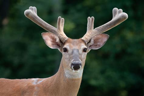 deer antlers grow