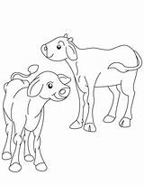 Calf Ox sketch template