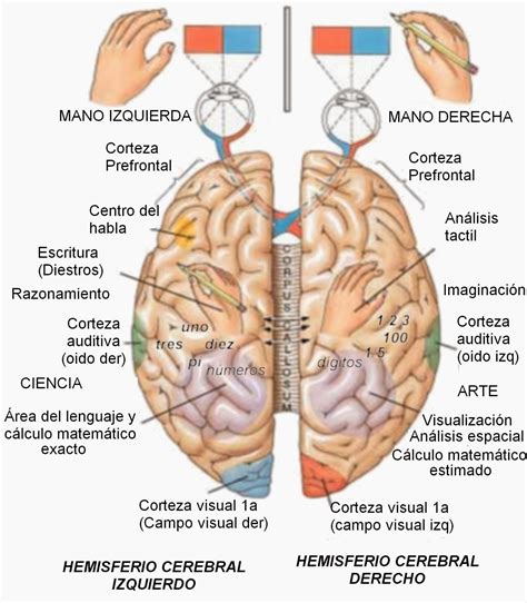 imagenes del cerebro  sus funciones