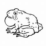 Toad Coloring Pages Captain Color Animals Printable Animal Sheet Template 600px 52kb sketch template