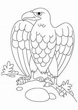 Eagle Coloring Pages Bald Kids Baby Color Coloring4free Print Cartoon Getcolorings Birds Adults Printable Popular sketch template