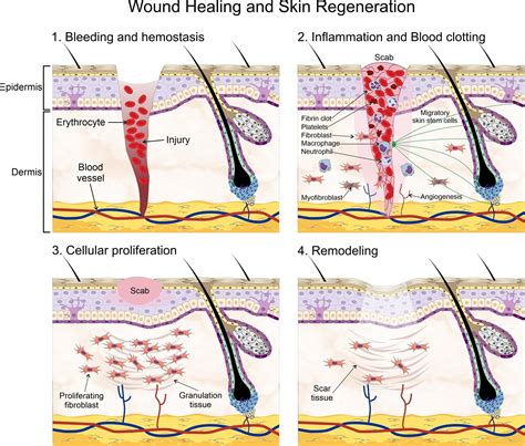 skin stem cells  wound healing encyclopedia mdpi
