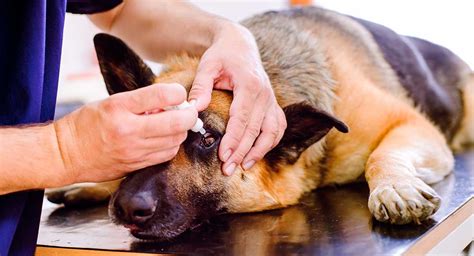 conjunctivitis  dogs symptoms treatment  home remedies
