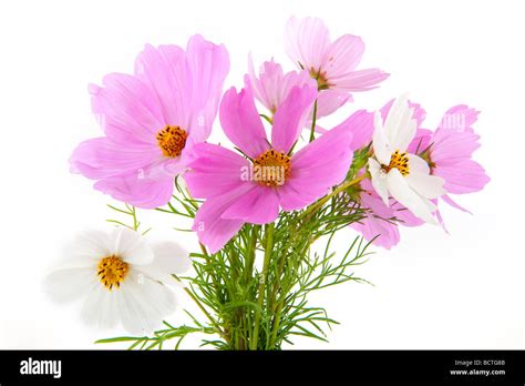 cheerful lively bunch  pink  white cosmos stock photo alamy