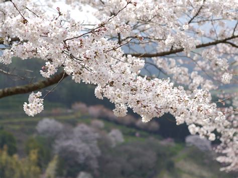 무료 이미지 나무 분기 산 식물 서리 식품 봄 생기게 하다 일본 플로라 구마모토 벚꽃 체리