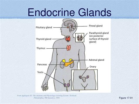 ppt endocrine reproductive and urinary system review powerpoint