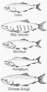 Fish Alaska sketch template