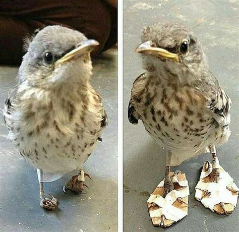 fixing  birds feet rpics