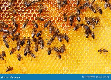 bijen op honingraat stock foto image  gezondheid