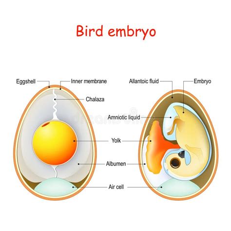 structure bird egg bird embryo stock vector illustration