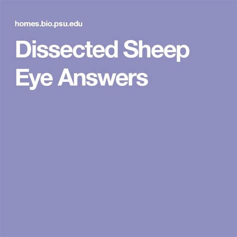 dissected sheep eye answers eyes answers sheep
