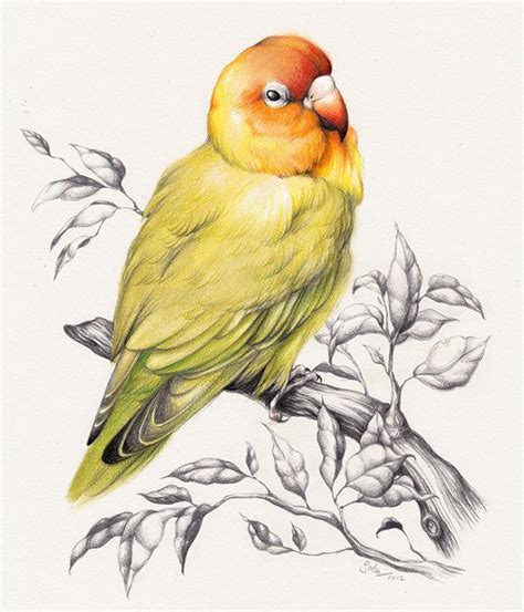 beautiful bird drawings  art works   inspiration bird