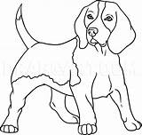 Draw Beagle Step Dragoart Drawing sketch template