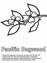 Coloring Columbia British Dogwood Pacific Flower Tree Canadian Pages Provinces Drawing Colouring Bc Clipart Canada Activities Sheets Cliparts Flowers Kidzone sketch template