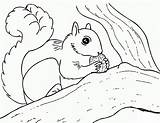 Squirrel Coloring Pages Kids Eekhoorn Printable Kleurplaten Print Herfst Color Squirrels Nuts Sheets Tree Animal Cute Cartoon Getcolorings Letscolorit Popular sketch template