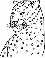 Cheetah Coloring Pages Leopard Colouring Head Print Amur Drawing Step Draw Easy Animals Template Getdrawings Paw sketch template