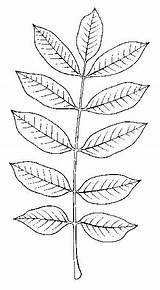 Sumac Poison Drawing Vernix Toxicodendron Helpful Illustrated Guide Plant Draw Plants Choose Board Poisonous Create sketch template