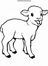 Pecore Pecora Sheep Lamb Agnello Pecorino Piccolo sketch template