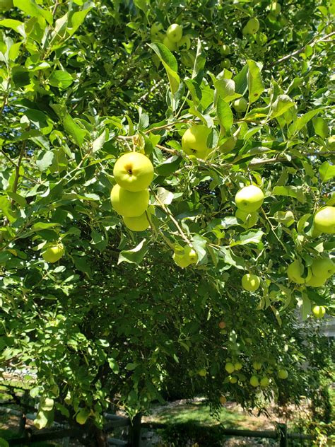 kind  apple tree      extension